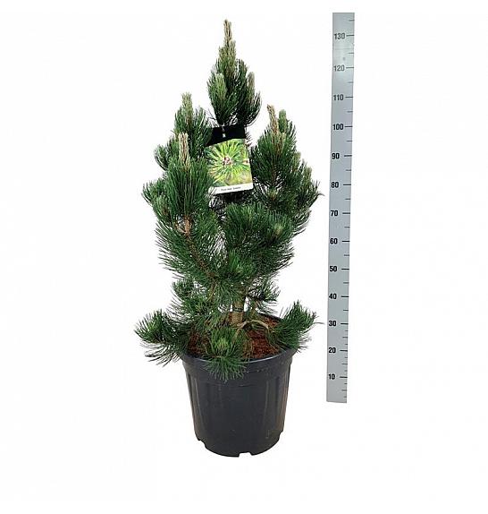 Pinus heldreichii Satellit C30 Lit. 60-80 cm extra
