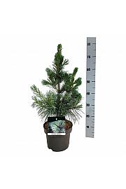 Pinus monticola Ammerland C4 Lit. 40-50 cm