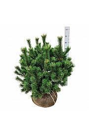 Pinus mugo bala 60-80 cm extra