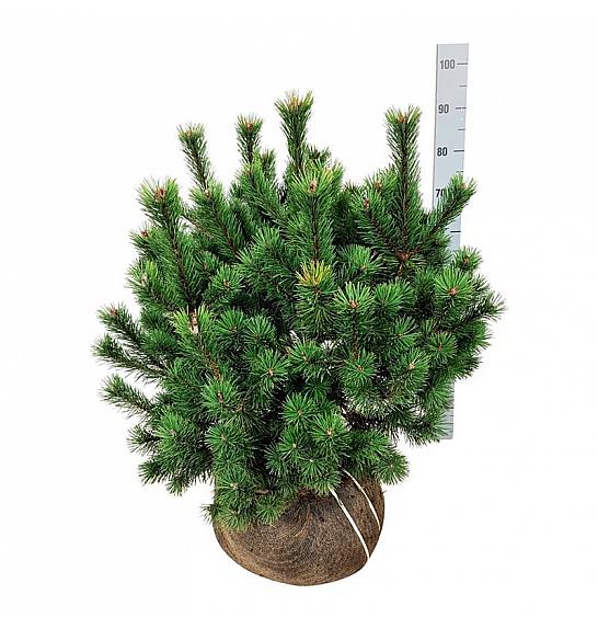 Pinus mugo bala 60-80 cm extra