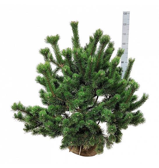 Pinus mugo bala 80-100 cm extra