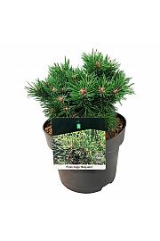 Pinus mugo Benjamin C4 Lit. 20-25 cm