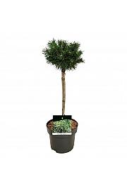 Pinus mugo Benjamin C4 Lit. Na steblu 40 cm