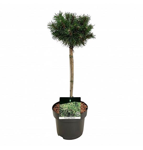 Pinus mugo Benjamin C4 Lit. Na steblu 40 cm
