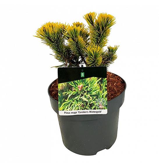 Pinus mugo Carstens Wintergold C4 Lit. 15-20 cm