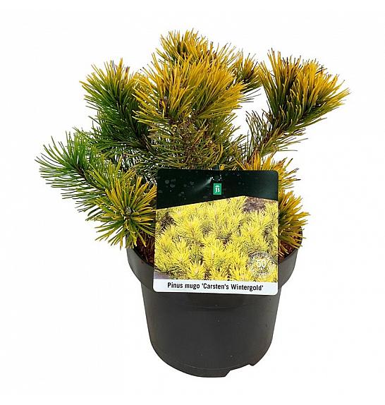 Pinus mugo Carstens Wintergold C4 Lit. 20-25 cm