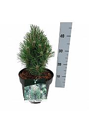 Pinus mugo Columnaris C4 Lit. 20-25 cm