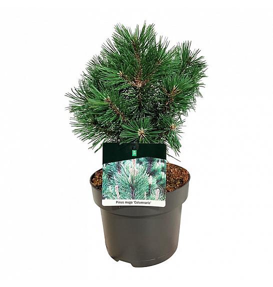 Pinus mugo Columnaris C4 Lit. 25-30 cm