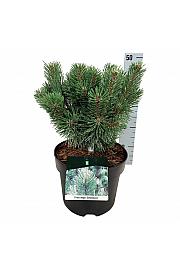 Pinus mugo Columnaris C7,5 Lit. 25-30 cm