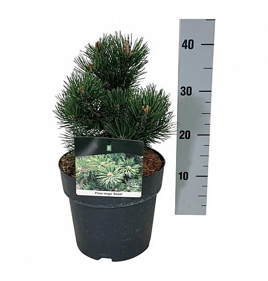 Pinus mugo Gnom C4 Lit. 15-20 cm