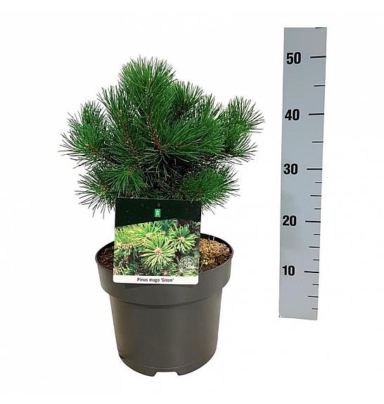 Pinus mugo Gnom C4 Lit. 20-25 cm