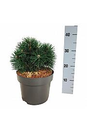 Pinus mugo Green Pearl C4 Lit. 20-25 cm