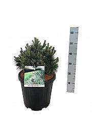 Pinus mugo Green Pearl C15 Lit. 30-40 cm