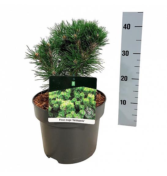 Pinus mugo Heideperle C4 Lit. 20-25 cm
