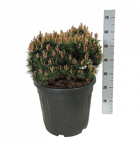 Pinus mugo Heideperle C30 Lit. 40-50 cm extra
