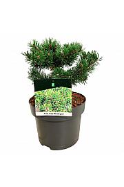 Pinus mugo Klostergrün C4 Lit. 20-25 cm