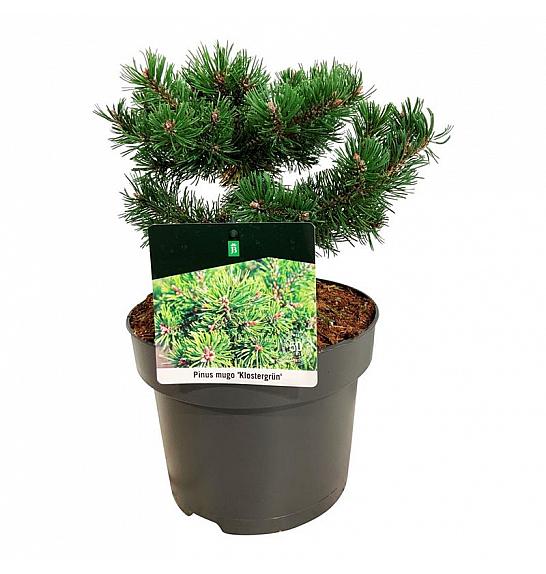 Pinus mugo Klostergrün C4 Lit. 20-25 cm