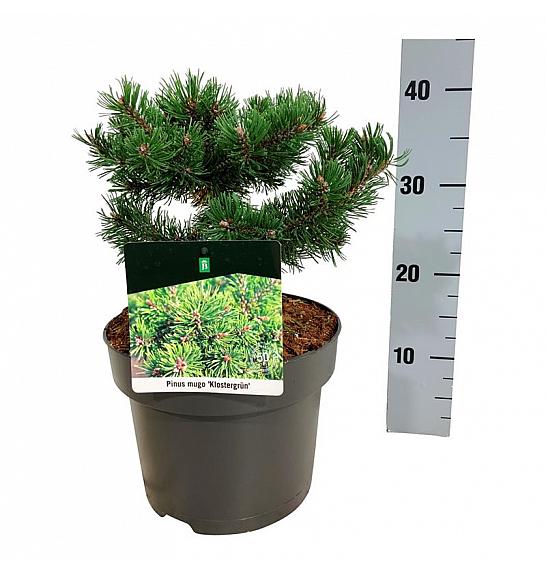 Pinus mugo Klostergrün C4 Lit. 20-25 cm