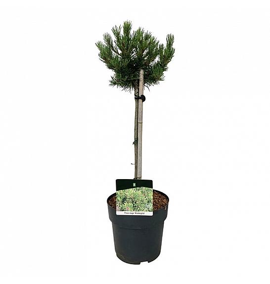 Pinus mugo Klostergrün C5 Lit. Na steblu 40 cm