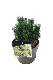 Pinus mugo Limerick C4 Lit. 15-20 cm