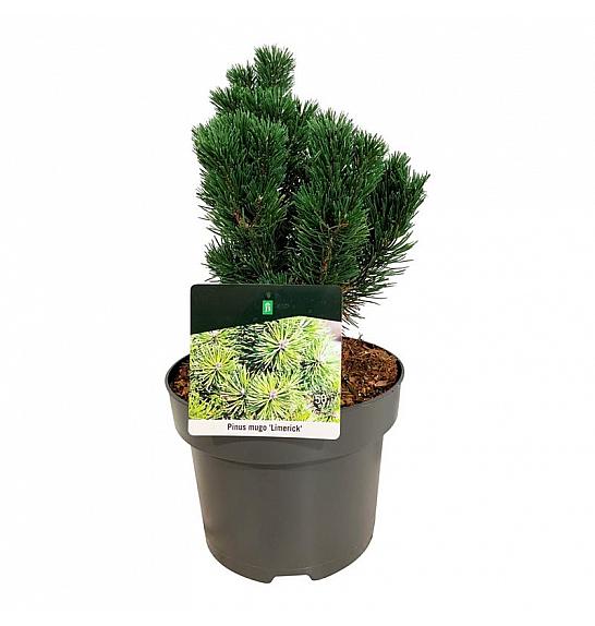 Pinus mugo Limerick C4 Lit. 20-25 cm