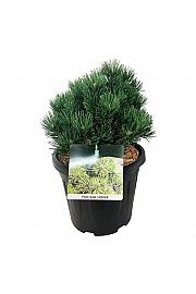 Pinus mugo Limerick C15 Lit. 25-30 cm