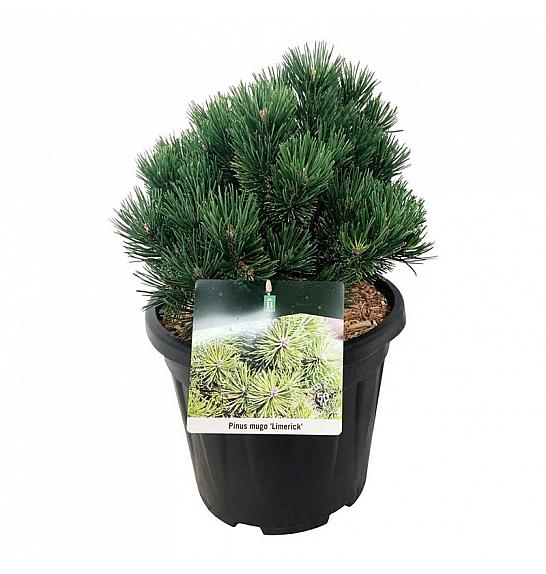 Pinus mugo Limerick C15 Lit. 25-30 cm