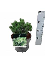 Pinus mugo Mops C4 Lit. 15-20 cm
