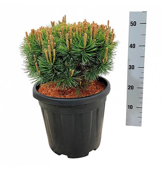 Pinus mugo Mops C15 Lit. 30-40 cm