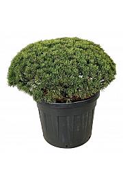 Pinus mugo Mops C110 cm 80-100 cm; Soliter