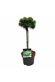 Pinus mugo Mops C5 Lit. Na steblu 40 cm