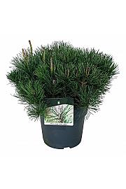 Pinus mugo mugo C7 Lit. 40-50 cm