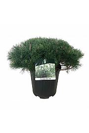 Pinus mugo mugo C15 Lit. 50-60 cm