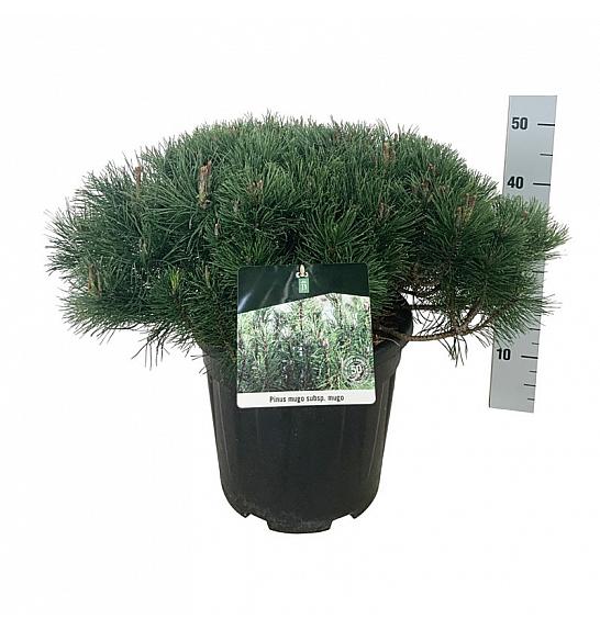 Pinus mugo mugo C15 Lit. 50-60 cm
