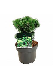 Pinus mugo Mumpitz C4 Lit. 20-25 cm