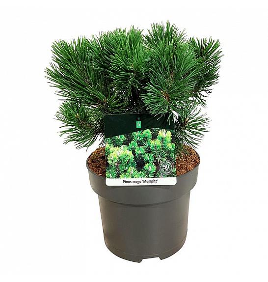 Pinus mugo Mumpitz C4 Lit. 25-30 cm