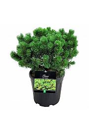Pinus mugo Mumpitz C15 Lit. 40-50 cm
