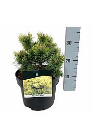 Pinus mugo Ophir C4 Lit. 15-20 cm