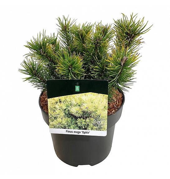 Pinus mugo Ophir C4 Lit. 20-25 cm