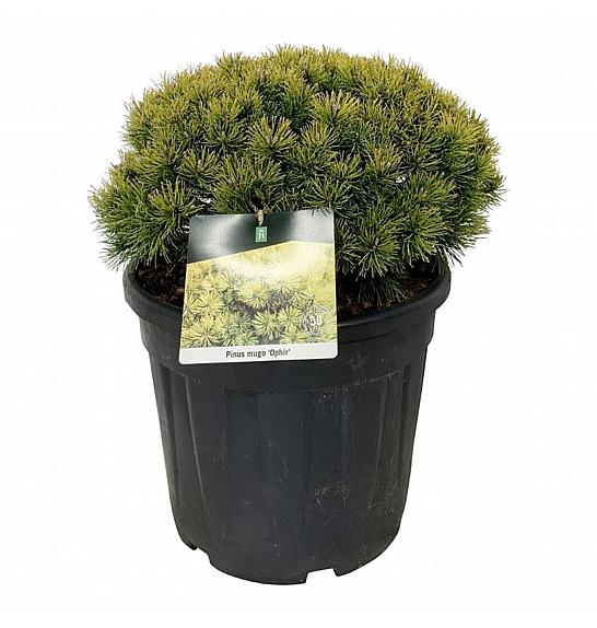 Pinus mugo Ophir C30 Lit. 40-50 cm extra