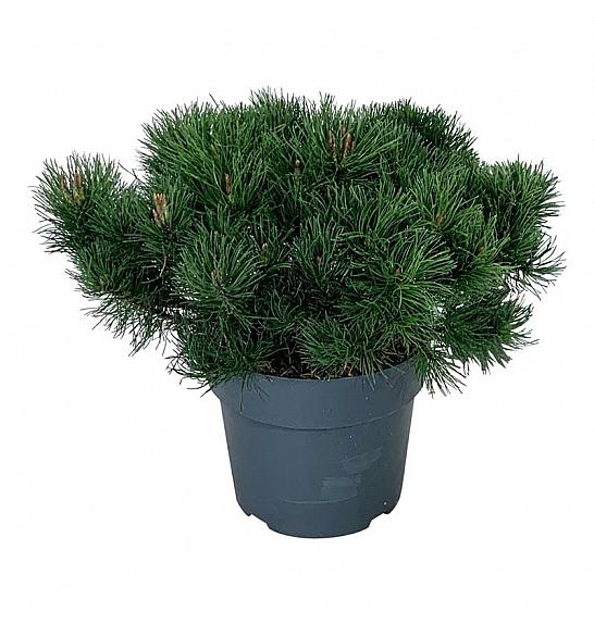 Pinus mugo pumilio C7 Lit. 40-50 cm