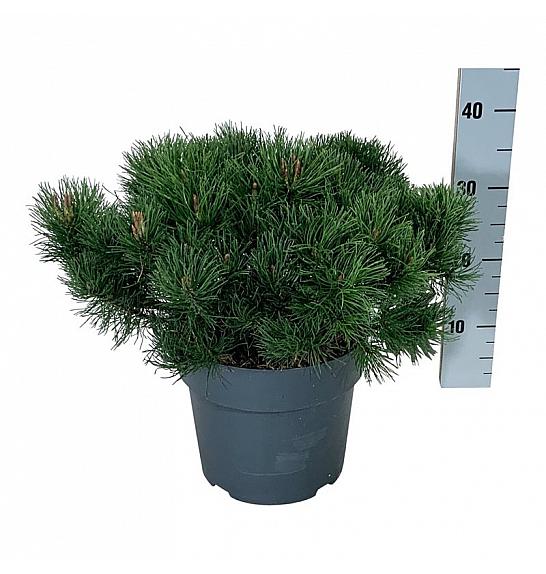 Pinus mugo pumilio C7 Lit. 40-50 cm