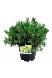 Pinus mugo pumilio C15 Lit. 50-60 cm
