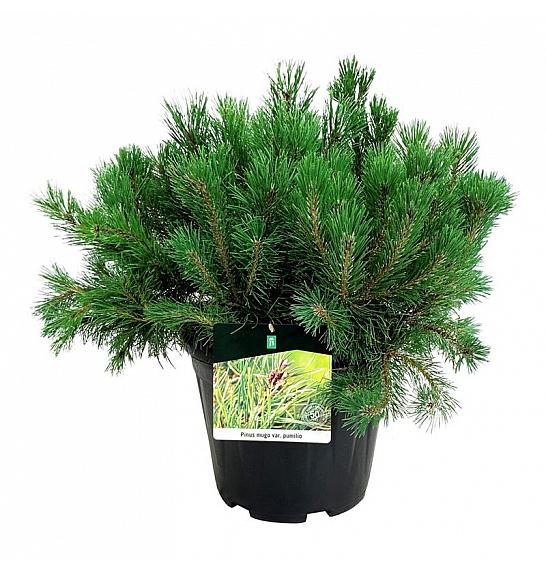 Pinus mugo pumilio C15 Lit. 50-60 cm