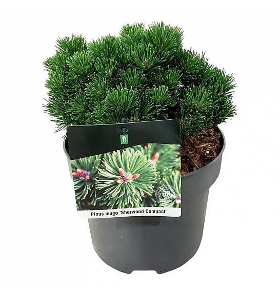 Pinus mugo Sherwood Compact C4 Lit. 15-20 cm