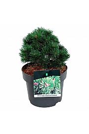 Pinus mugo Sherwood Compact C4 Lit. 20-25 cm