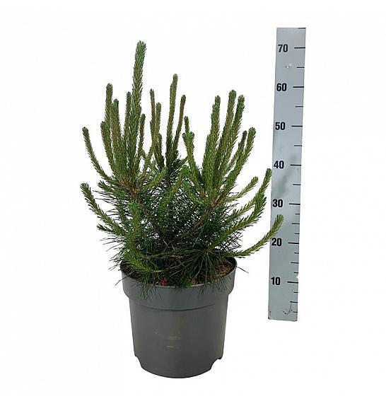 Pinus mugo uncinata C7,5 Lit. 40-50 cm