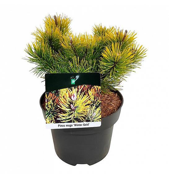 Pinus mugo Winter Gold C4 Lit. 20-25 cm