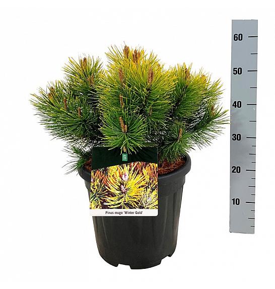 Pinus mugo Winter Gold C15 Lit. 30-40 cm