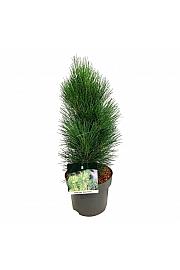 Pinus nigra Green Tower C4 Lit. 30-40 cm